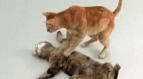 котик GIF
