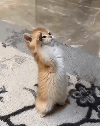 кот отдает честь GIF