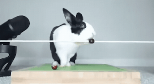 кролик GIF