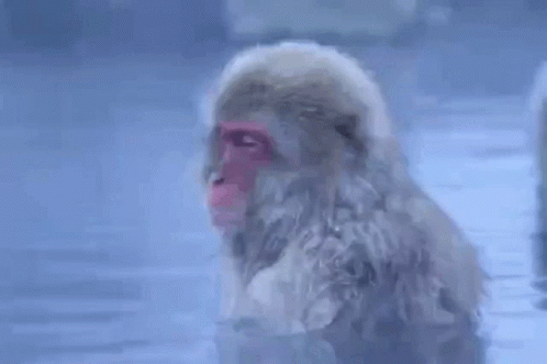 обезьяна Monkey GIF