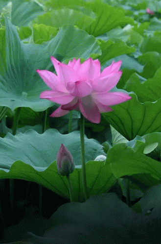 បឹងឈូក ផ្កា GIF