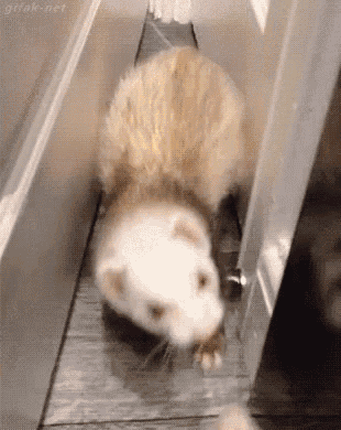 倒れる たおれる フェレット GIF
