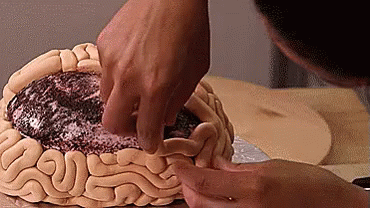脳みそ　brain GIF
