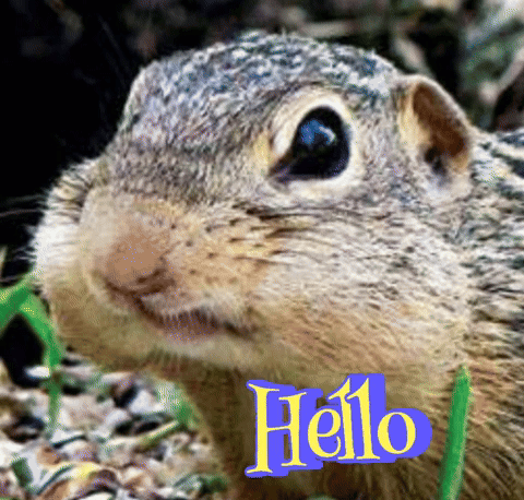 13 Lined Hello Thirteen Lined Squirrel Saying Hello GIF