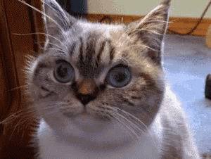 4chan GIF