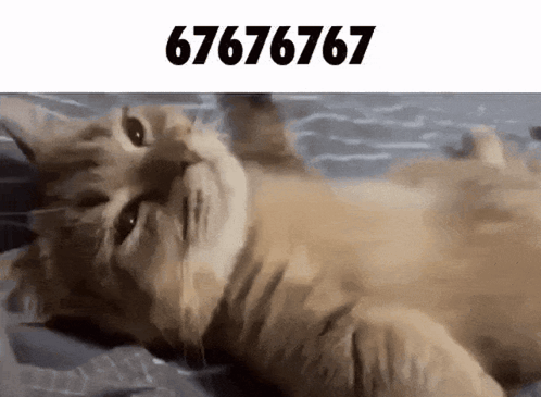 67 Cat GIF