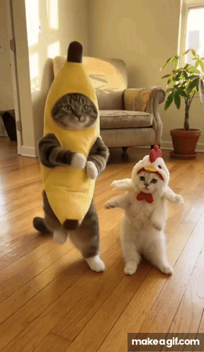 923 Cat Banana Dance GIF