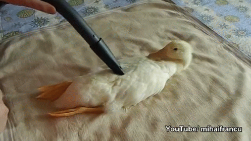 A Duck That Actually Sits Still To Be Vacuumed GIF