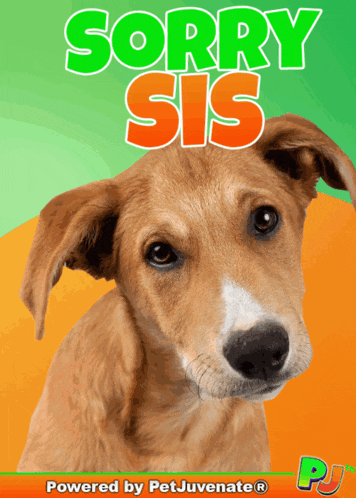 A Sorry Sis Fur Baby Dog My Baby Talk Dog Mom A You Did What Funny Dog Gif Boop Bork Blep Boof And Hound Dog GIF