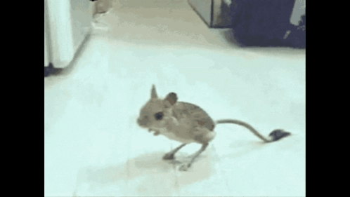 Absolute Cinema GIF