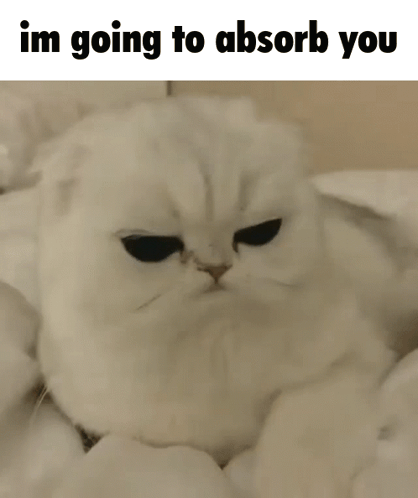Absorption Absorb Cat GIF