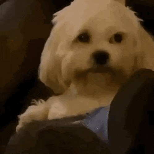 Achin 31 GIF