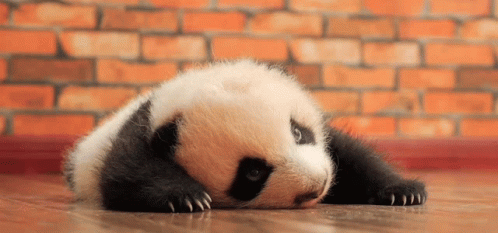 Active Pandaa GIF