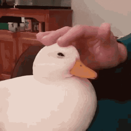 Adhd Duck GIF