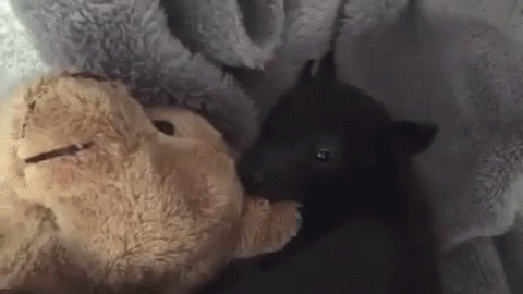 Adorable Animals Cute GIF