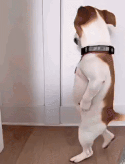 Ai Dog Ai Dog Dance GIF