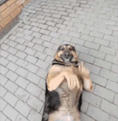 Ai Dog Dog Ai GIF