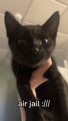 Air Jail Cat GIF