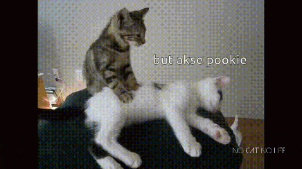 Akse Pookie GIF