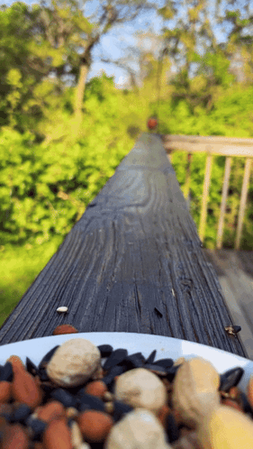 American Robin Robin Runs Up To Camera GIF