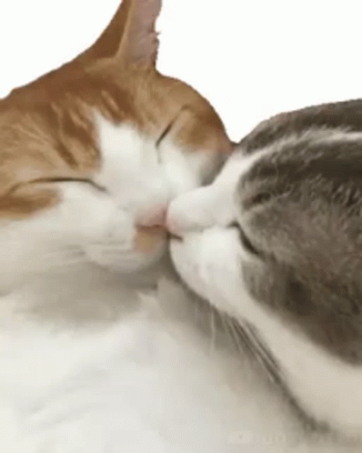 Amores Verdaderos GIF