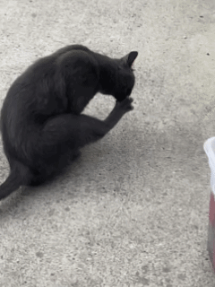 Anfisa Cat GIF
