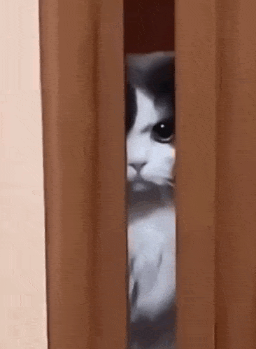 Angry Cat Suspicious GIF
