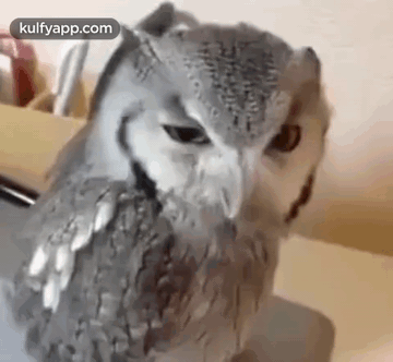 Angry.Gif GIF