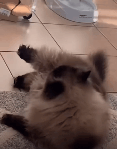 Animal Chat GIF