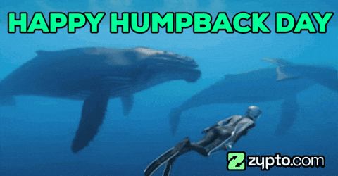 Animal Pun Crypto GIF