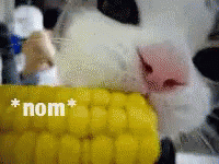 Animals Cat GIF