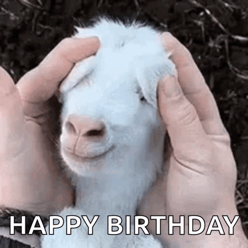 Animals Who Me GIF