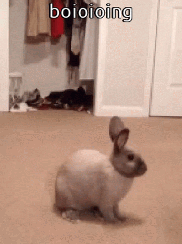 Animals With Captions Boioioing GIF