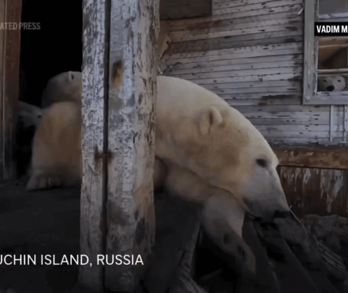 Annoyed Polar Bear Goatgumi GIF