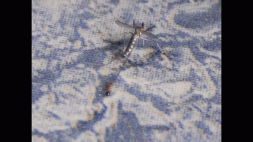Ant Vs Mosquito Hostage GIF