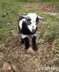 Approach Curious GIF
