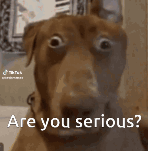 Are You Serious GIF