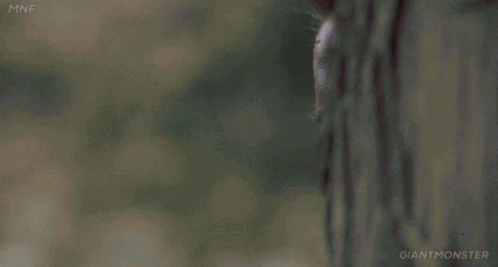 Arnold Schwarzenegger Peeking GIF