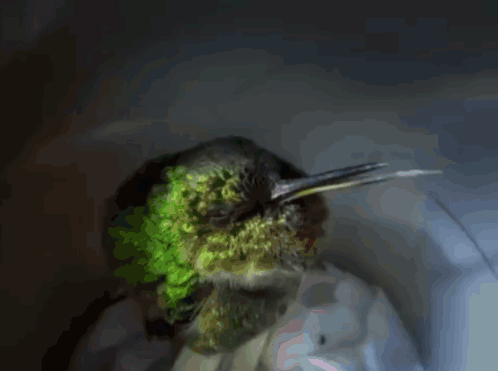 Asleep Bec GIF