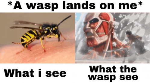 Attack On Titan Aot Meme