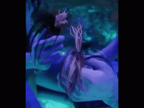 Avatar GIF