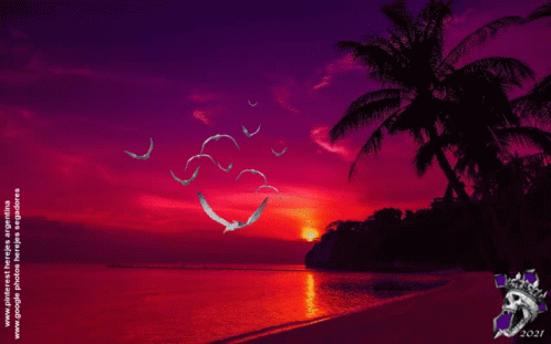 Aves GIF
