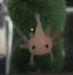 Axolotl Baby GIF