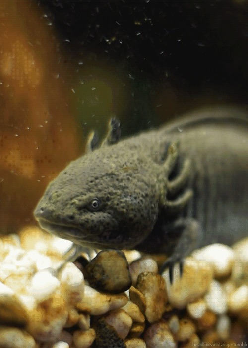 Axolotl GIF