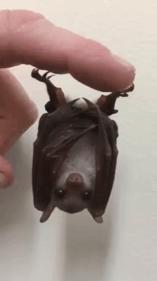 Baby Bat GIF