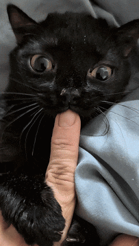 Baby Corn Whiskstowhiskers GIF