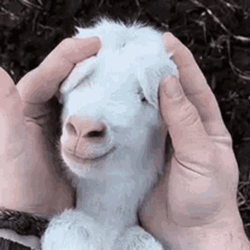Baby Goat Good Morning GIF