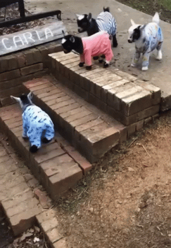 Baby Goat Hatecult GIF