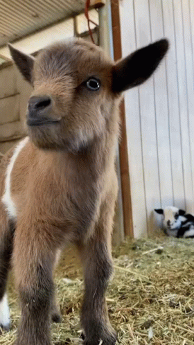 Baby Goat GIF