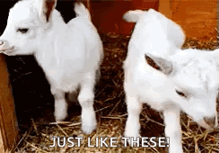 Baby Goat GIF
